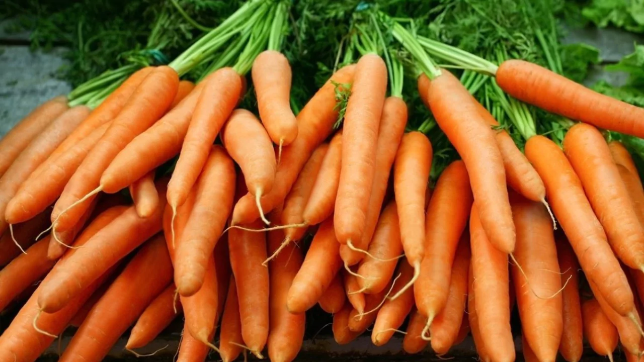 Can You Eat Carrots That Have Bolted? 2 Healthy carrots