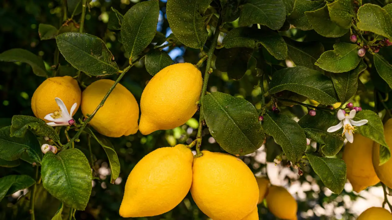 Are Organic Lemons Waxed? 1 Healthy organic lemon