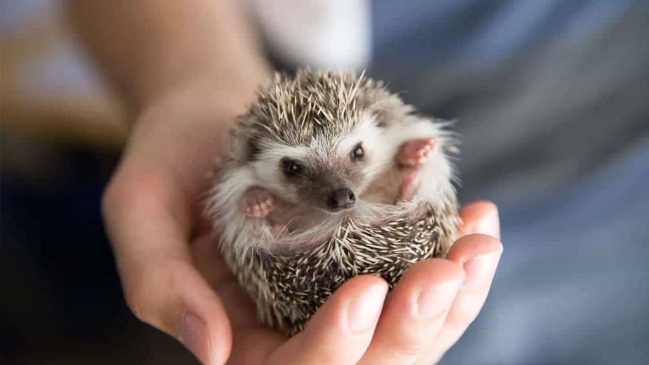 Why Do Hedgehogs Curl Up In a Ball? 2 Hedgehog is a timid creature