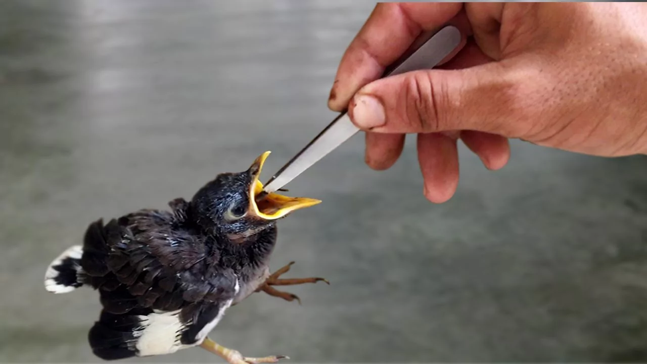 How Do You Get a Baby Bird to Open Its Mouth? 2 Help a baby bird to eat