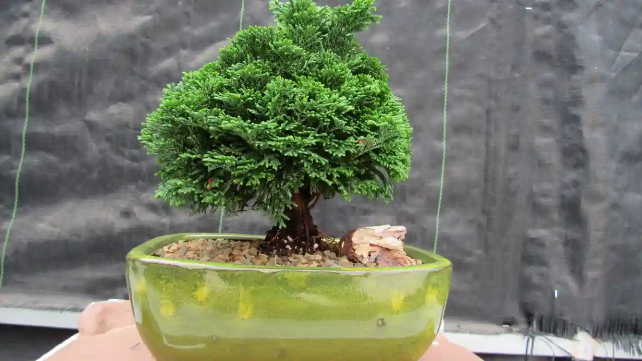 A Comprehensive Hinoki Cypress Bonsai Care Guide 1 Hinoki Bonsai