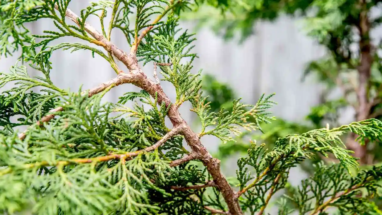 A Comprehensive Hinoki Cypress Bonsai Care Guide 4 Hinoki Cypress Bonsai tree