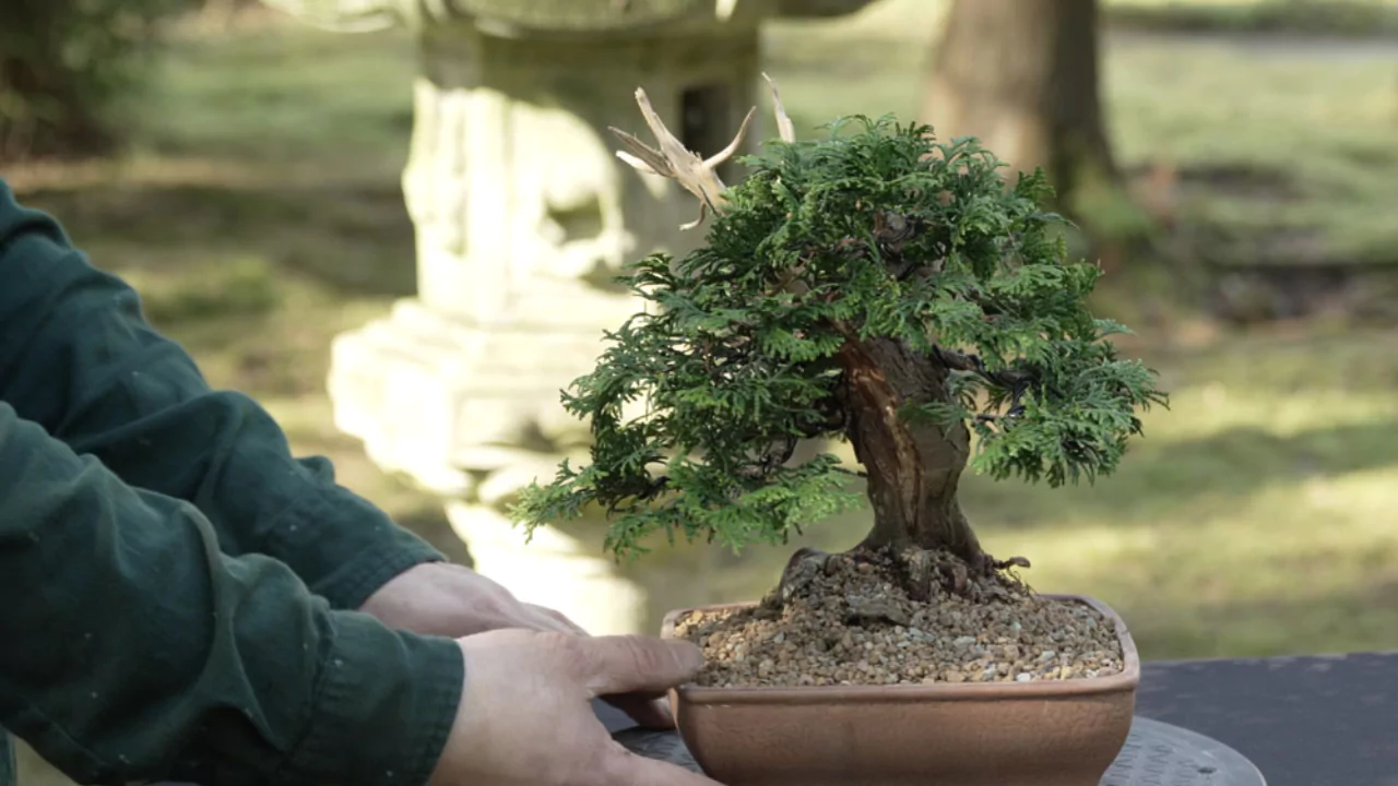A Comprehensive Hinoki Cypress Bonsai Care Guide 3 Hinoki Cypress bonsai conditions
