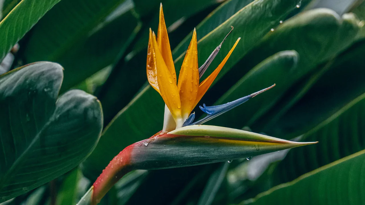 Bird Of Paradise Growth Rate 1 How Big Do Bird Of Paradise Plants Get