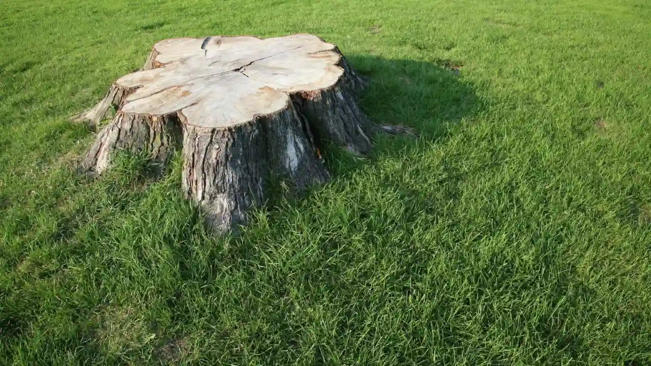 Is It Really Possible To Kill A Tree With Bleach? 2 How Much Bleach Can Kill A Tree