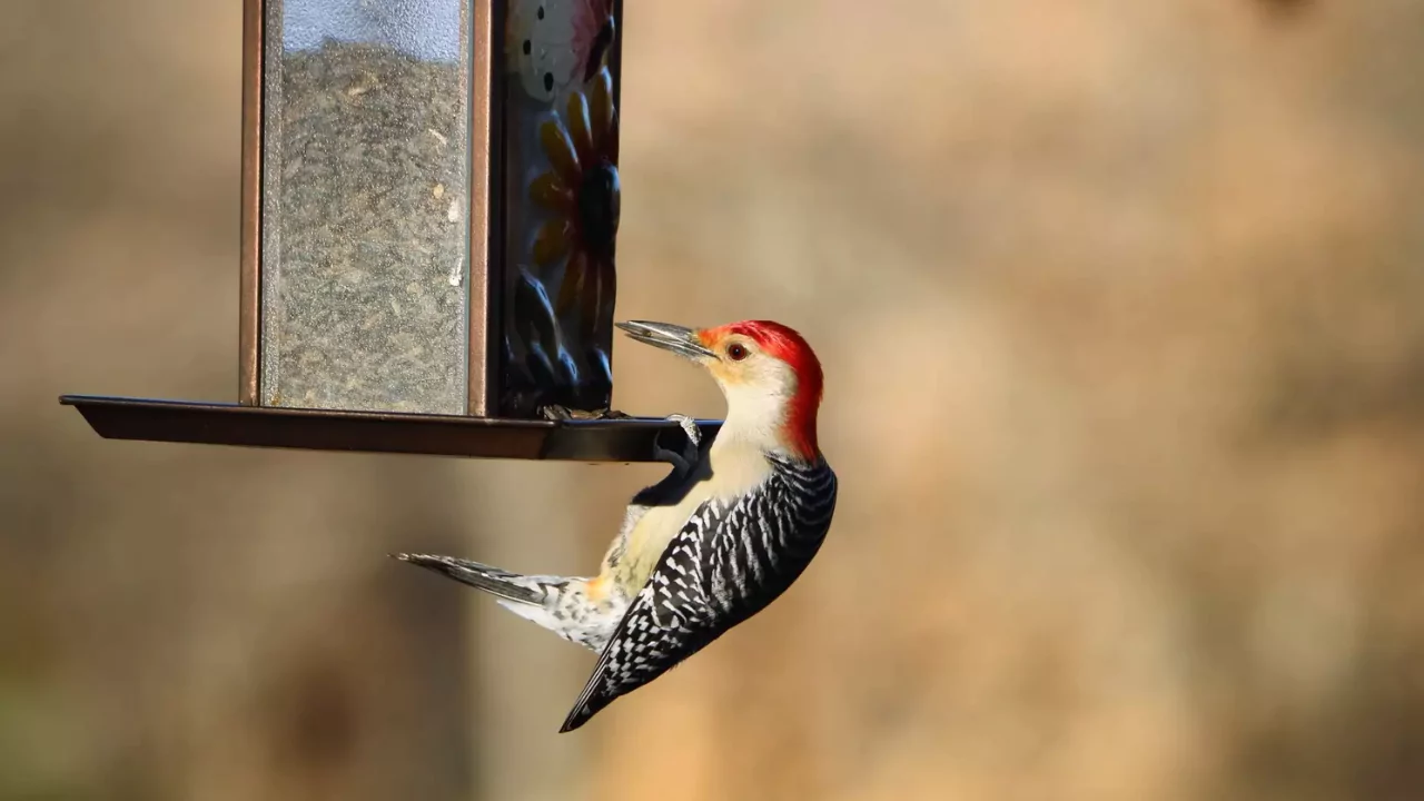 Everything You Need To Know About Woodpeckers In Wisconsin