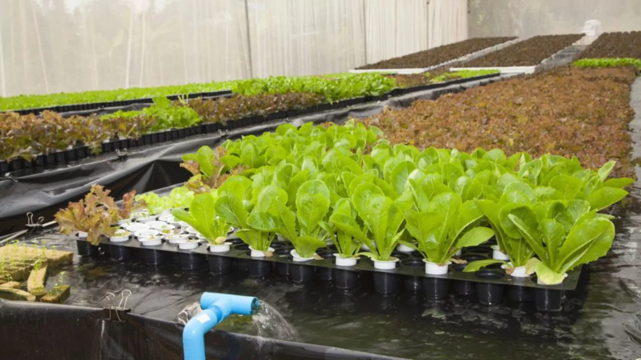 How to Calculate Hydroponic Nutrients Formula 2 Hydroponic nutrients 1