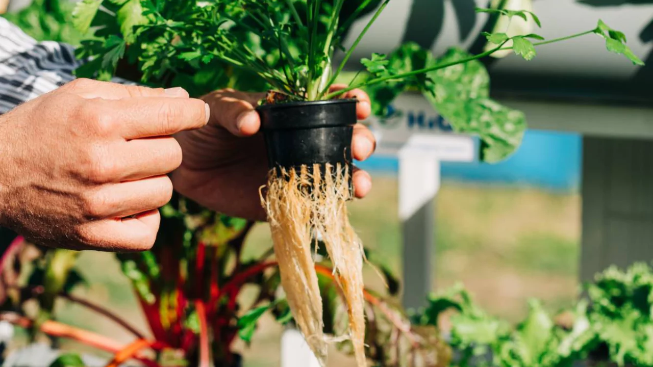 How to Calculate Hydroponic Nutrients Formula 3 Hydroponic nutrients