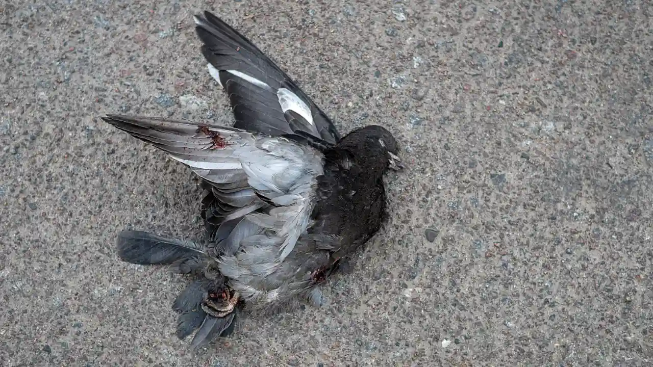 What to Do with an Injured Pigeon in Your Backyard? 1 Injured pigeon 2