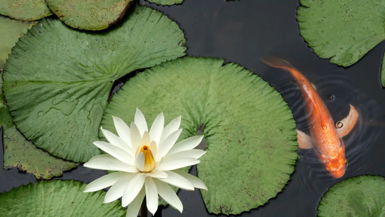 Your Complete Guide to Aquatic Compost 1 Is Aquatic Compost Safe For Fish