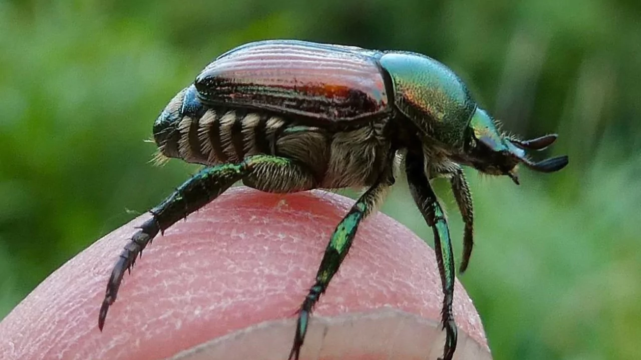 Japanese Beetles