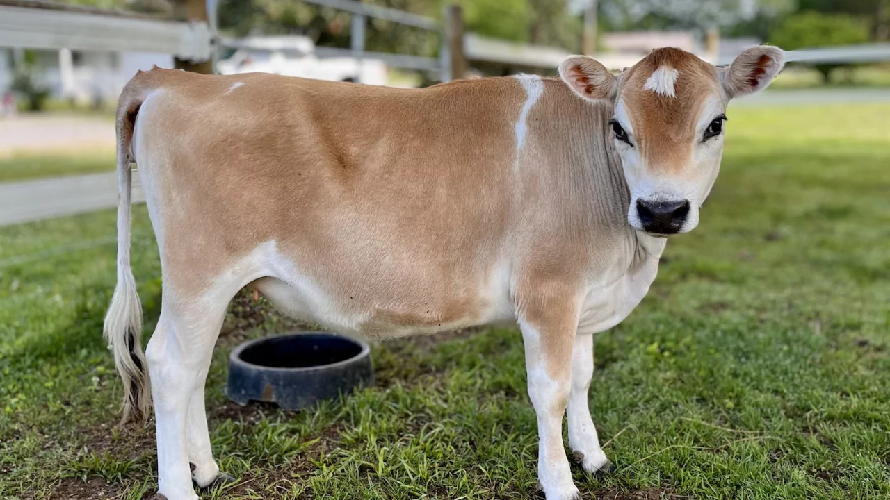 Guide to Miniature Cattle Breeds for Large Backyards 7 Jersey mini cattle