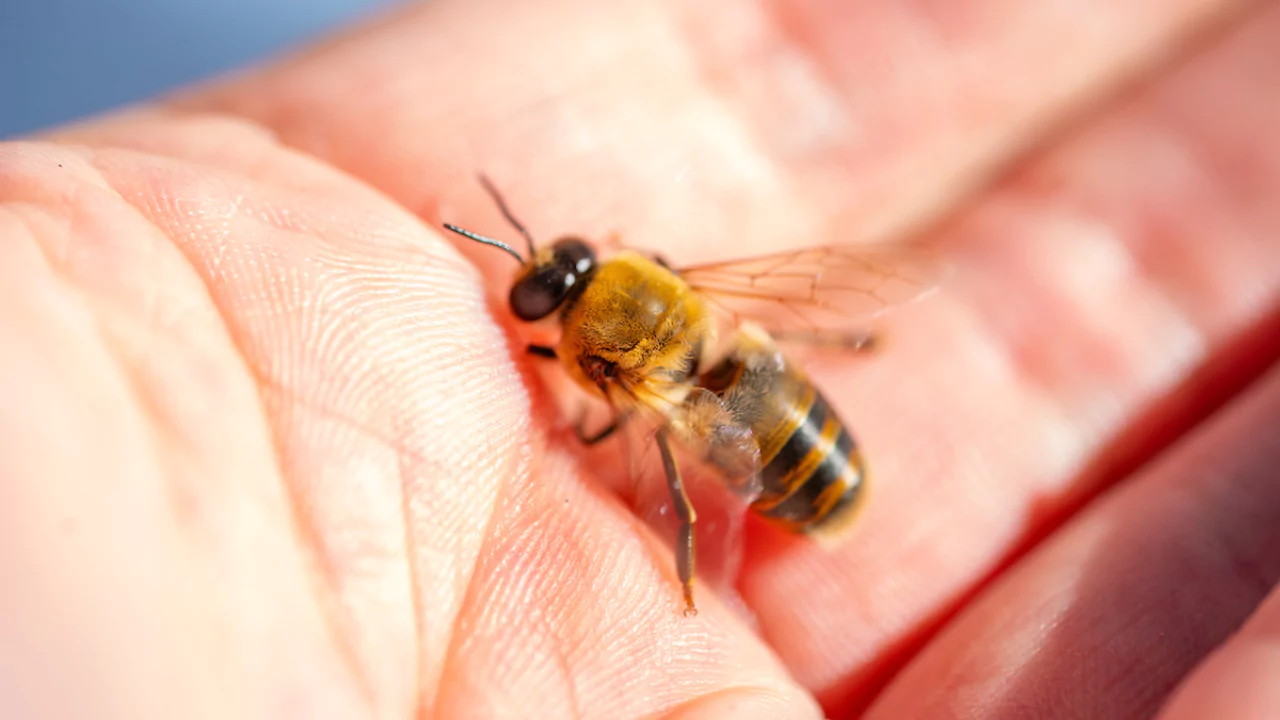 Can You Keep Bees In a Greenhouse? (All You Need to Know) 1 Keep bees in a greenhouse