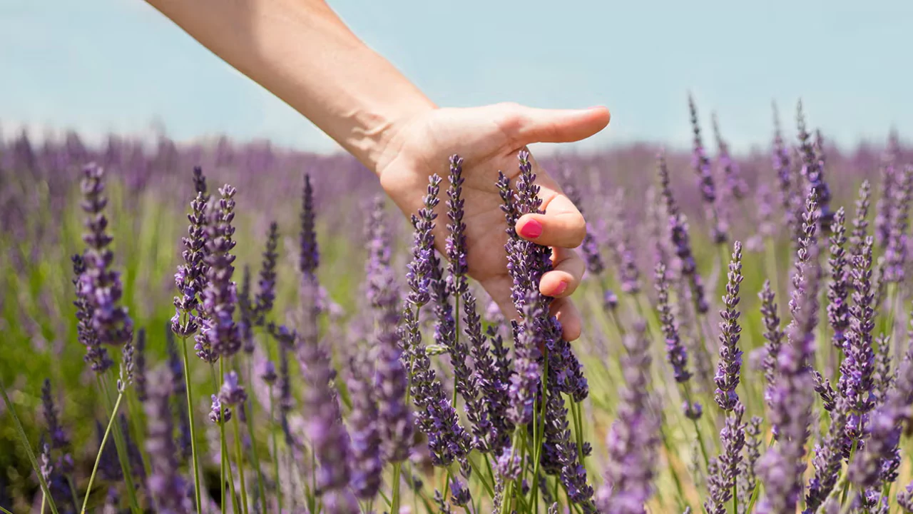 Plants That Repel Flies: Natural Solutions for a Bug-Free Garden 2 Lavender