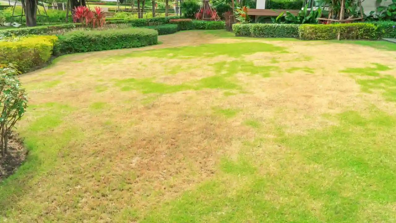 Why Is My Newly Sown Grass Turning Yellow? 2 Lawn burn