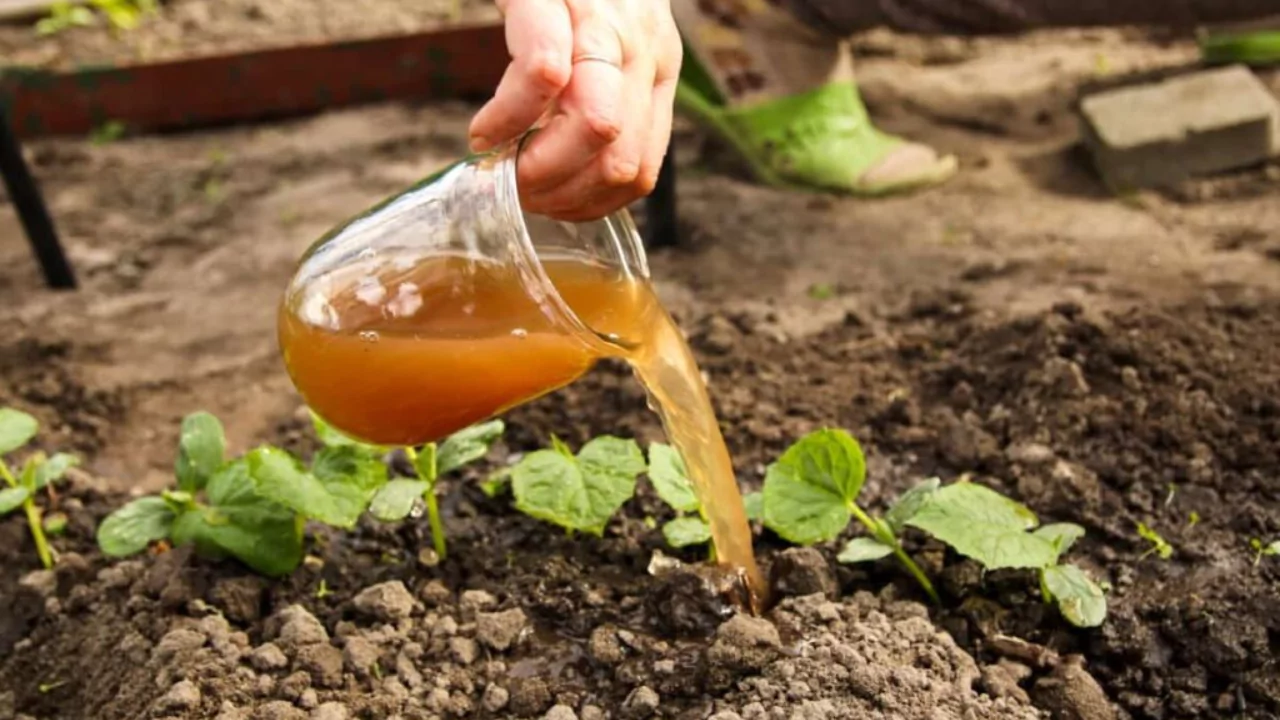 Bird Of Paradise Growth Rate 4 Liquid fertilizer