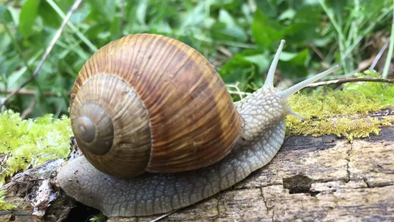 Managing Snail Infestations