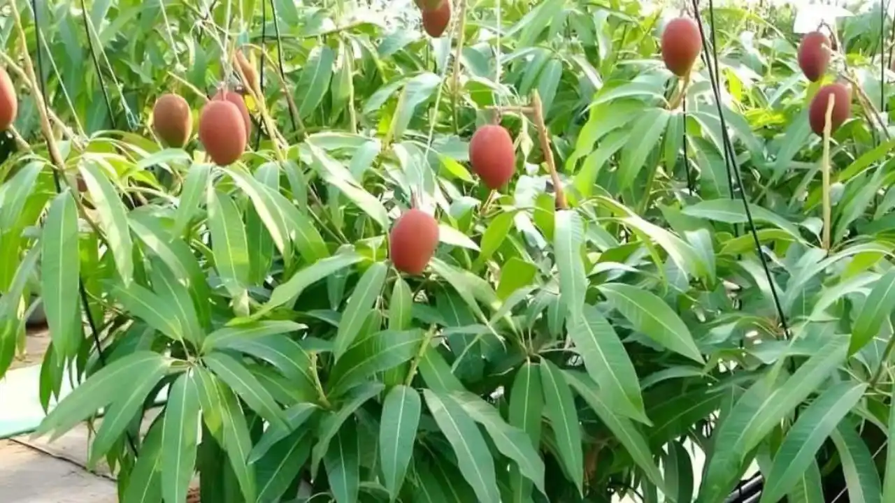 Mango tree 1