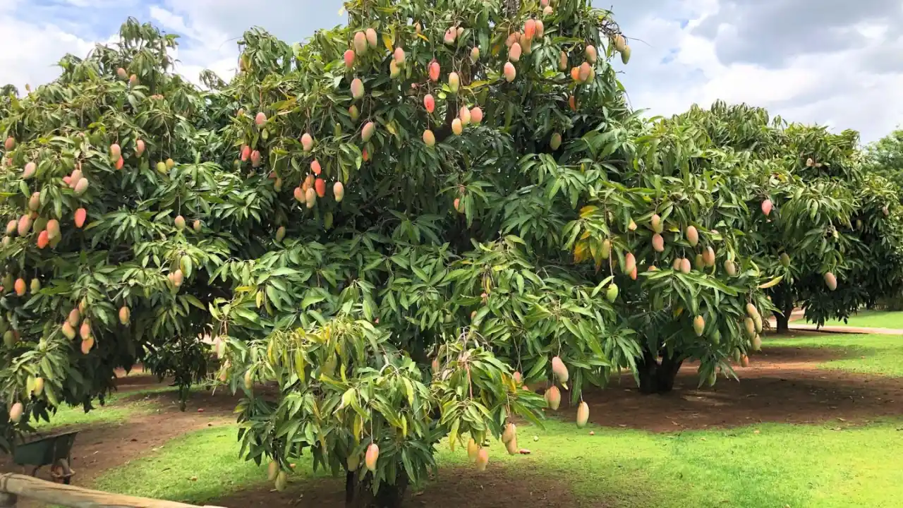 Mango tree