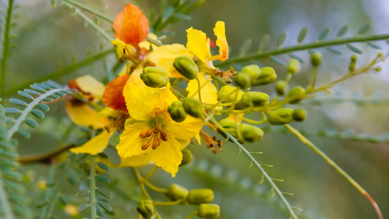 Mexican Palo Verde tree