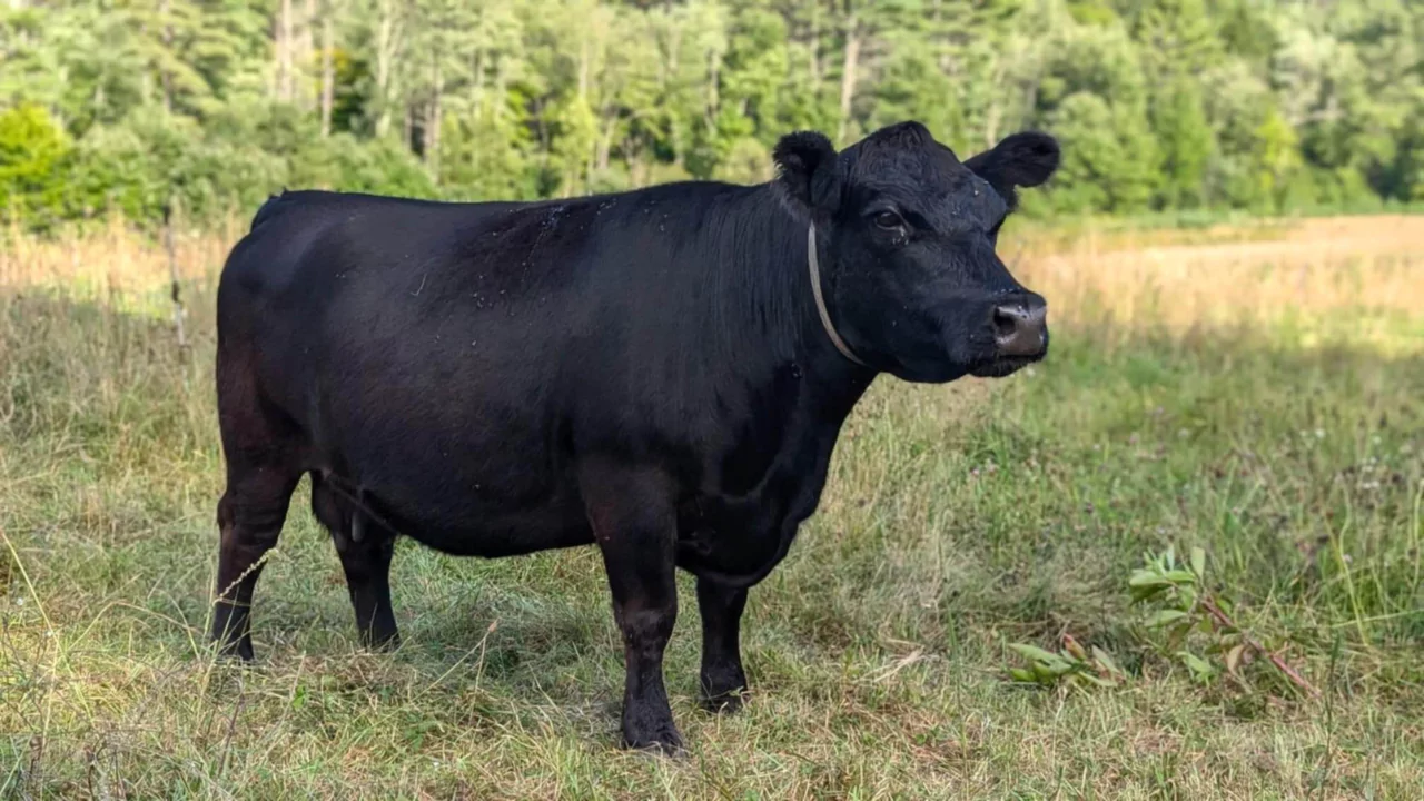 Guide to Miniature Cattle Breeds for Large Backyards 9 Mini Lowline Angus