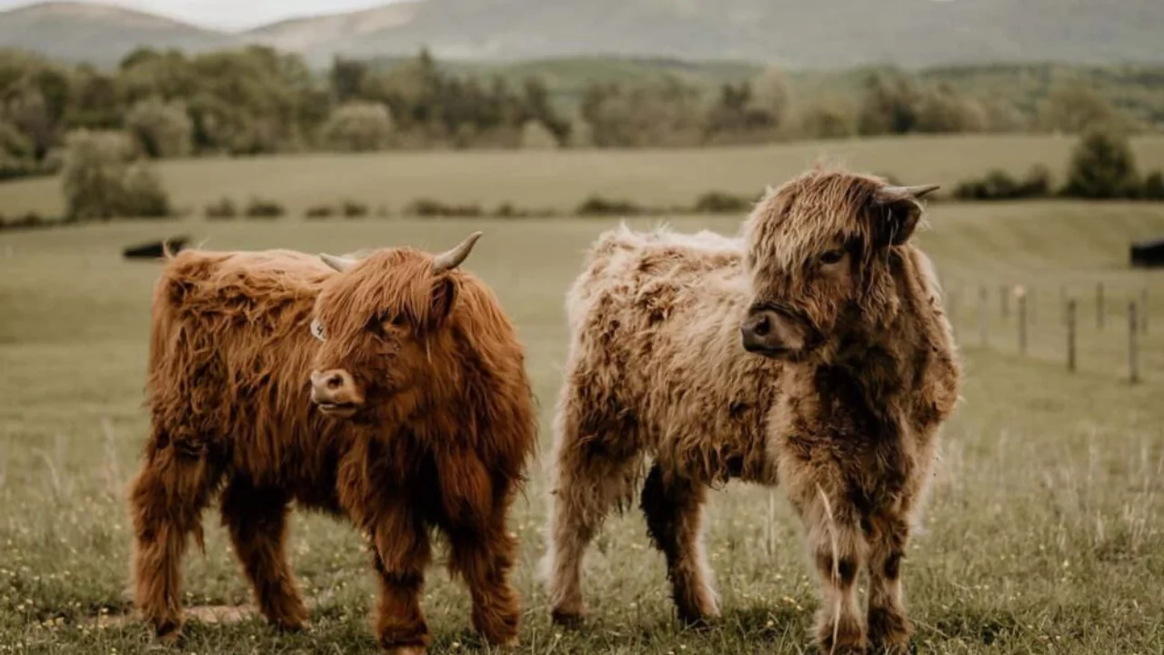 Guide to Miniature Cattle Breeds for Large Backyards 3 Miniature Belted Galloway