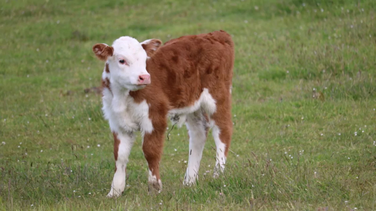 Guide to Miniature Cattle Breeds for Large Backyards 6 Miniature Herefords