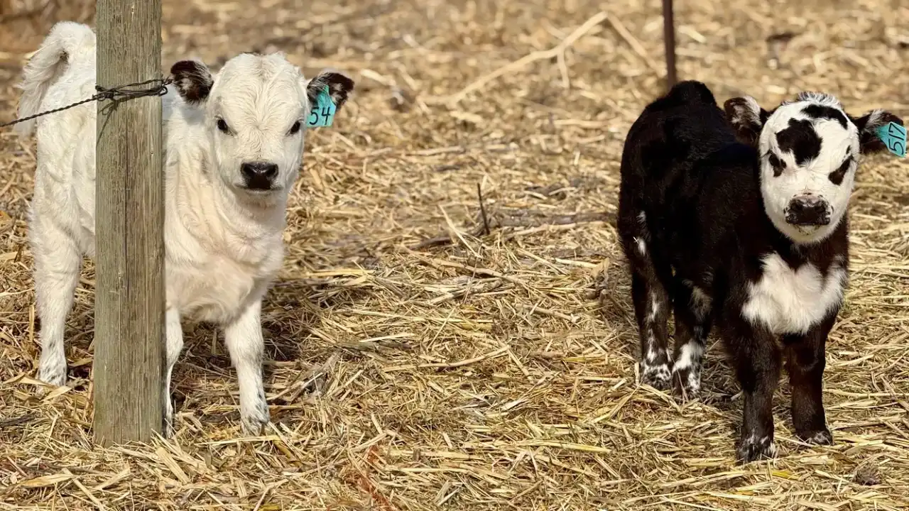 Guide to Miniature Cattle Breeds for Large Backyards 2 Miniature Holstein