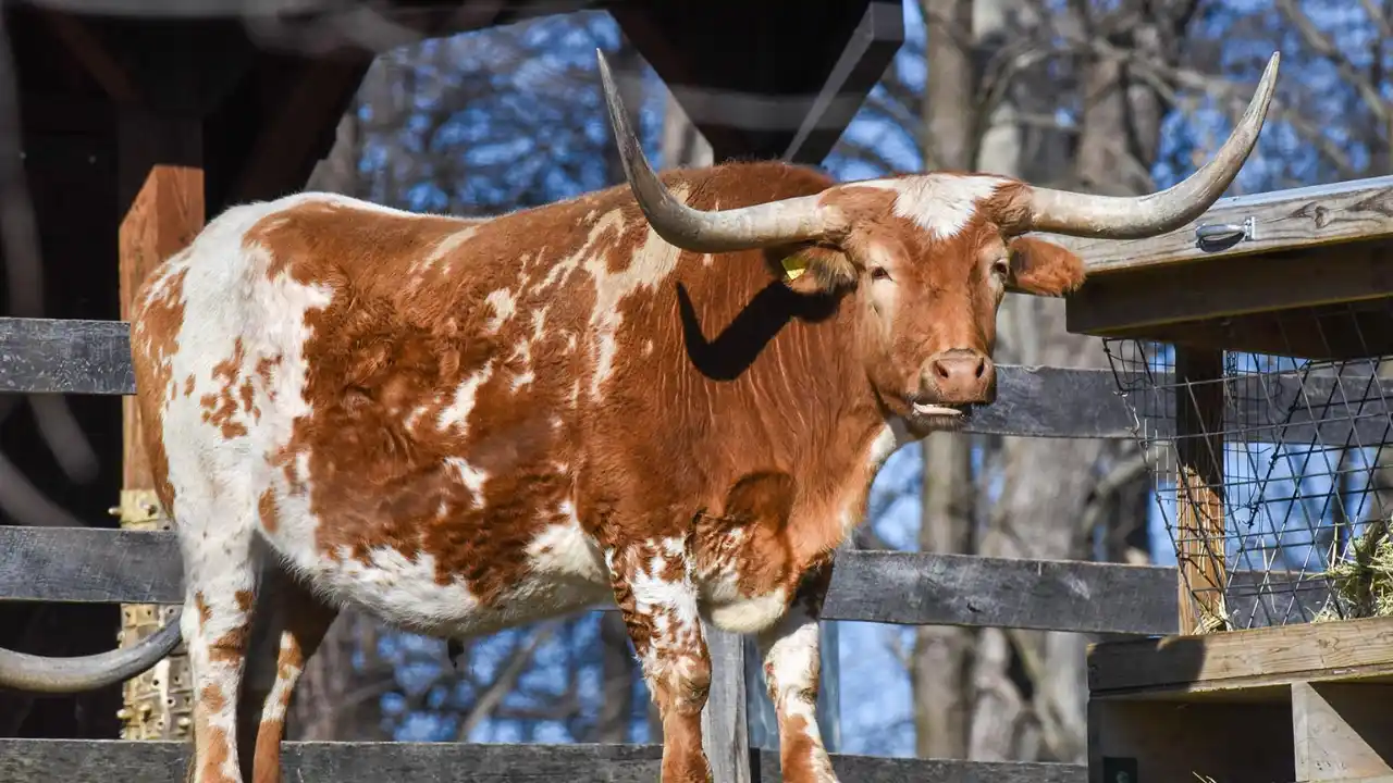 Guide to Miniature Cattle Breeds for Large Backyards 8 Miniature Texas Longhorns