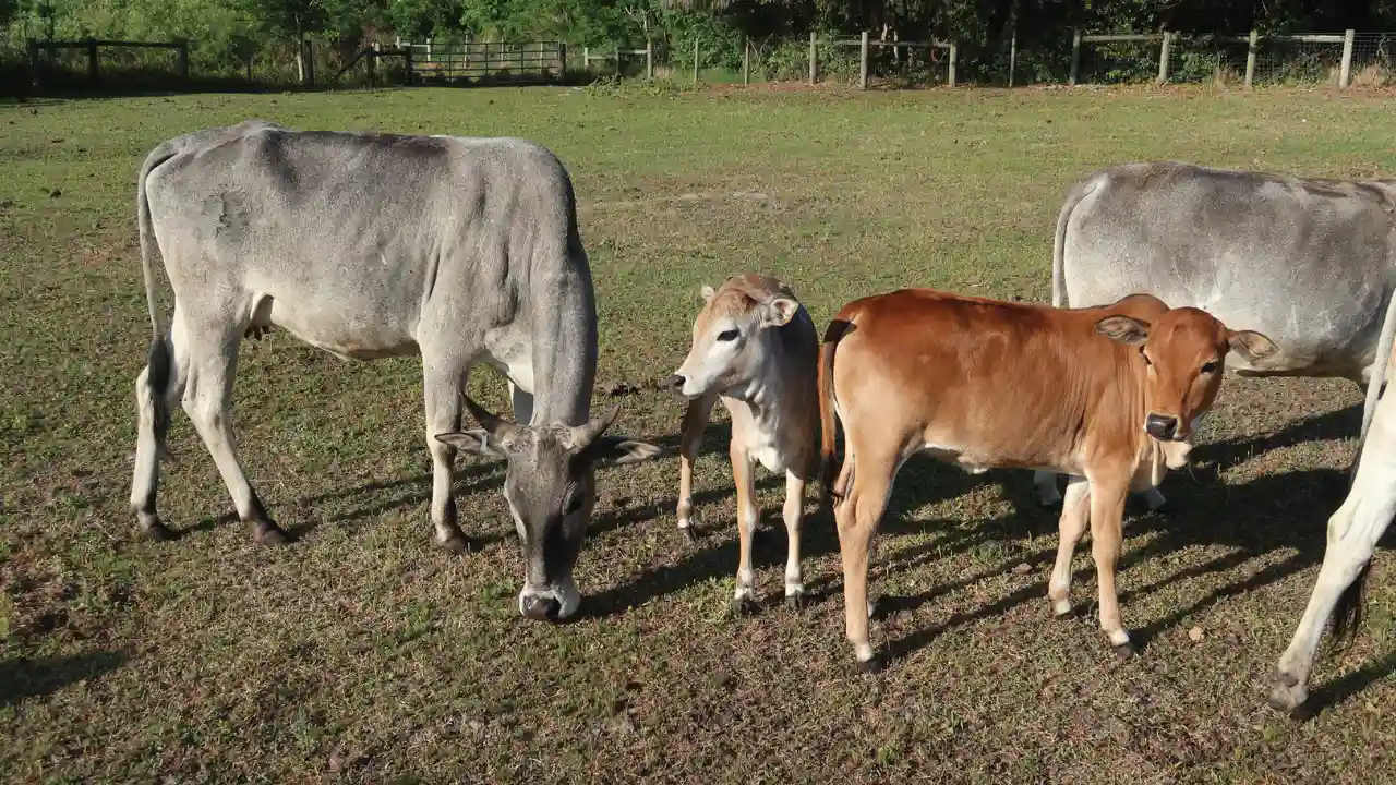 Guide to Miniature Cattle Breeds for Large Backyards 5 Miniature Zebu Cows