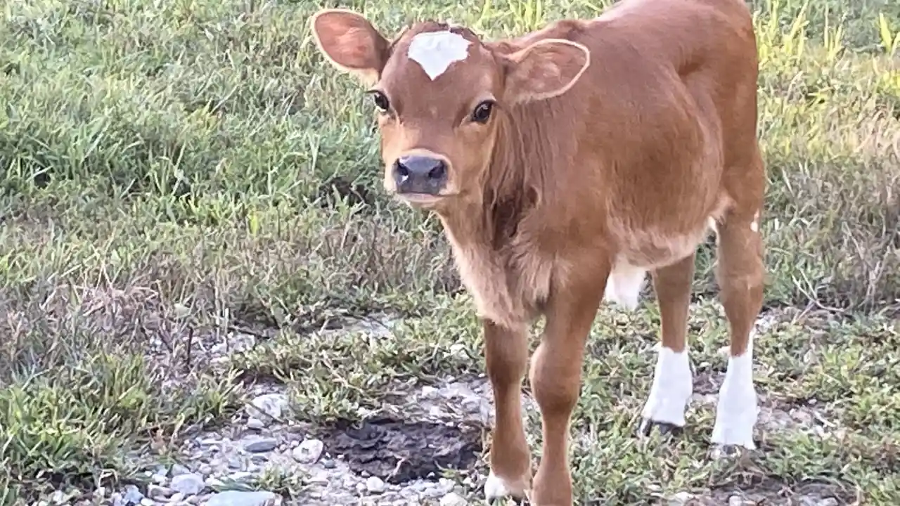 Guide to Miniature Cattle Breeds for Large Backyards 10 Miniature cattle guide