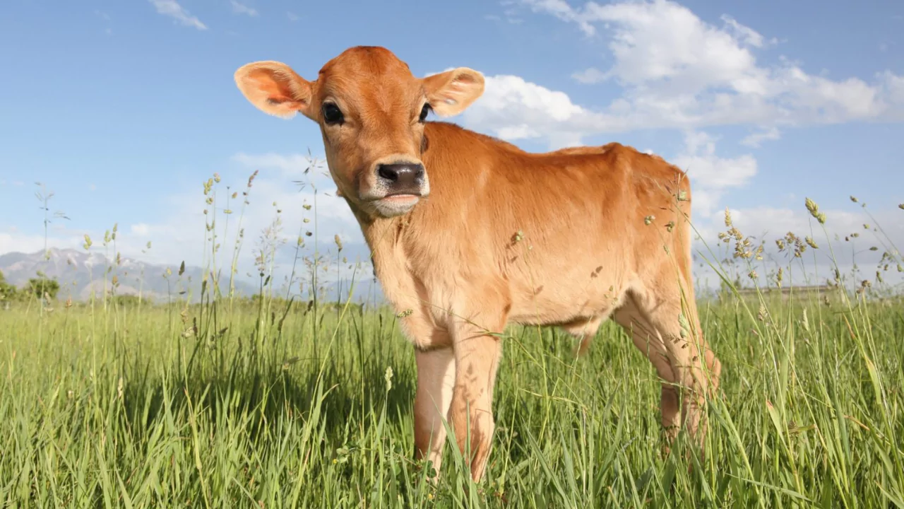 Guide to Miniature Cattle Breeds for Large Backyards 1 Miniature cattle