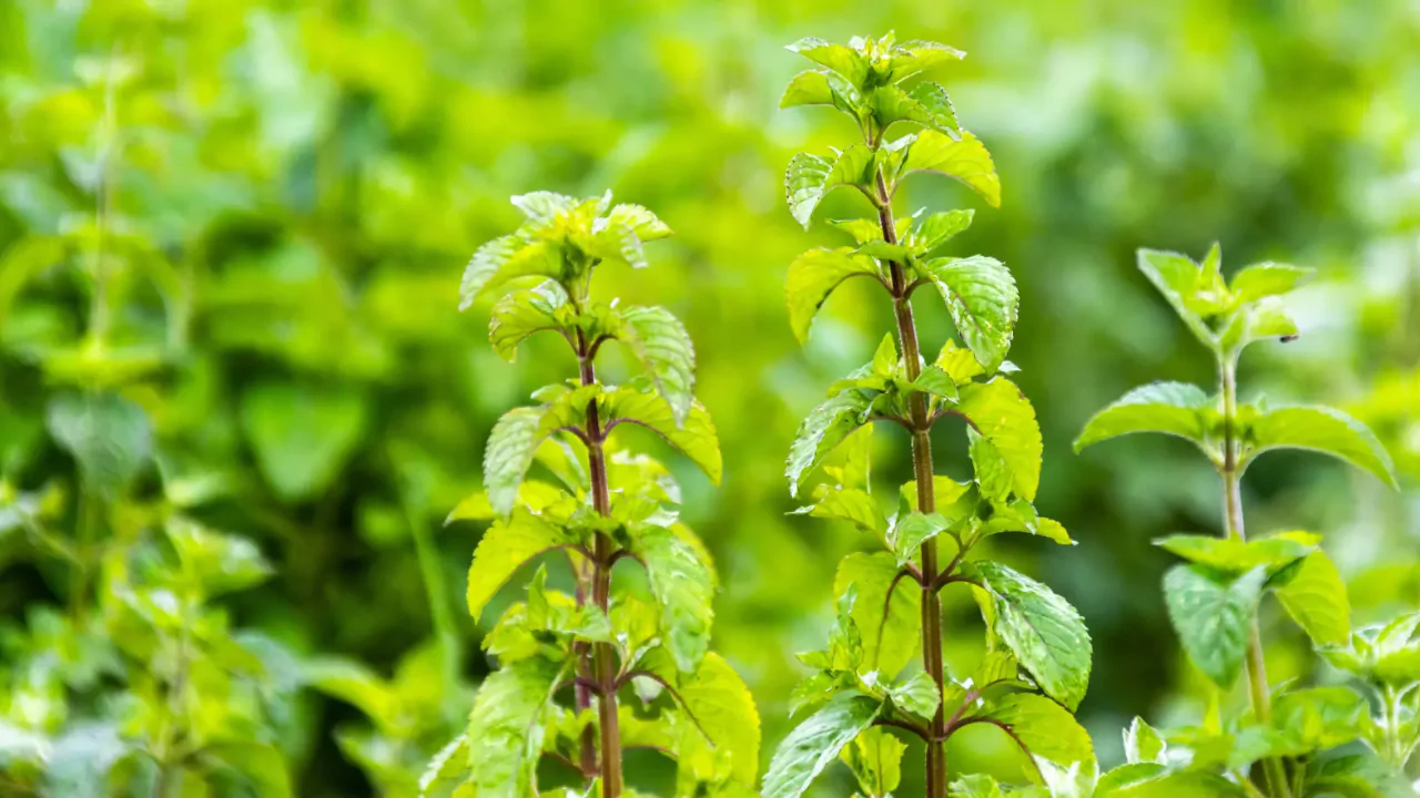 Plants That Repel Flies: Natural Solutions for a Bug-Free Garden 5 Mint