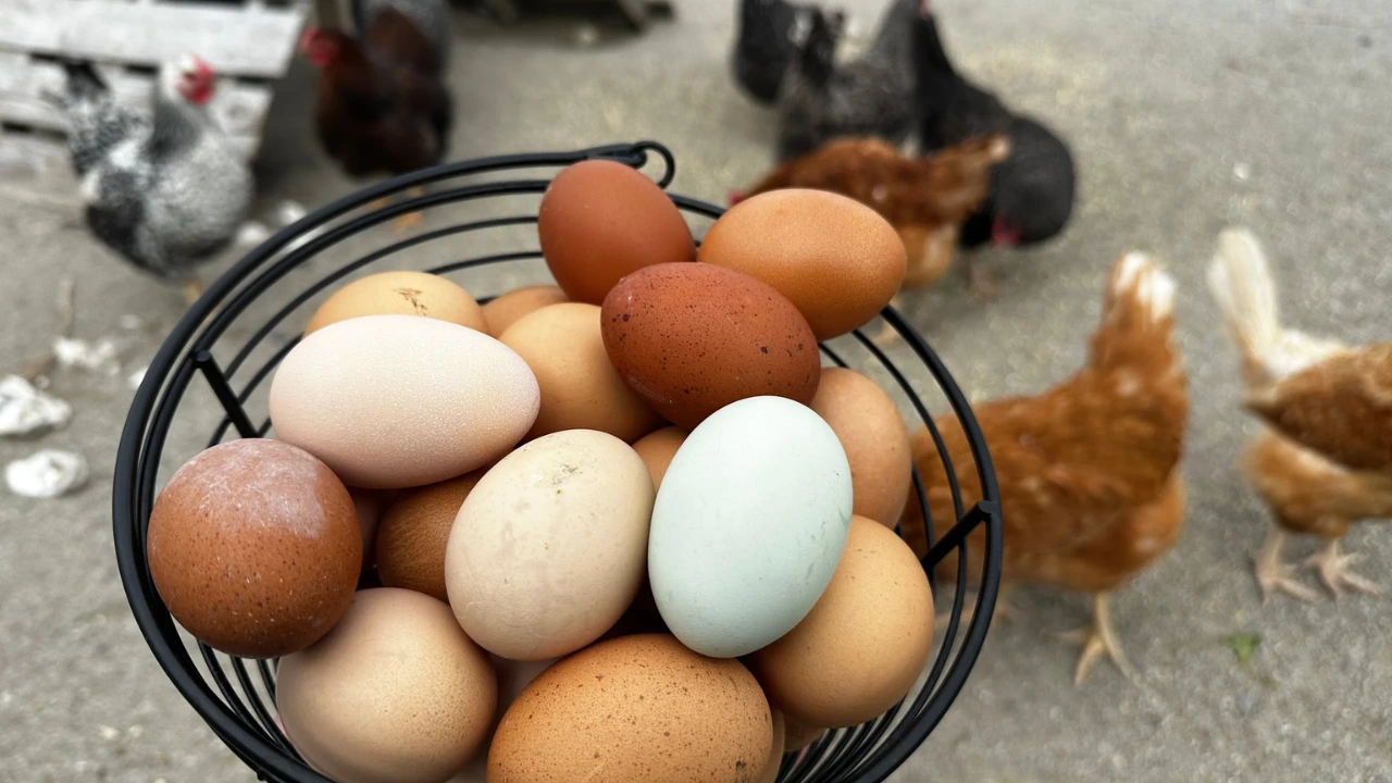 Can My Neighbours’ Chickens Attract Rats