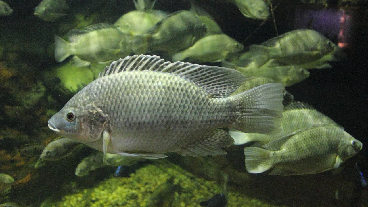 Mozambique Tilapia oreochromis mossambicus