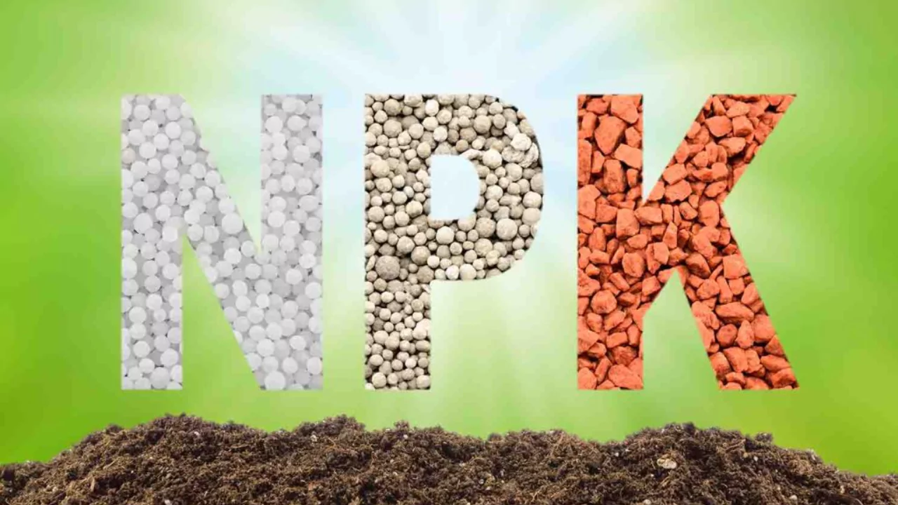 What Is the Best Fertilizer for Pepper Plants? 1 NPK