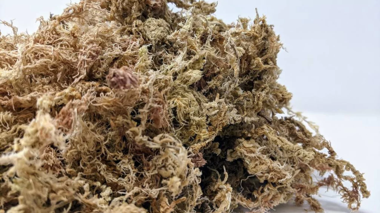 Growers Guide For Kyoto Moss Spores 2 New Zealand Sphagnum Moss