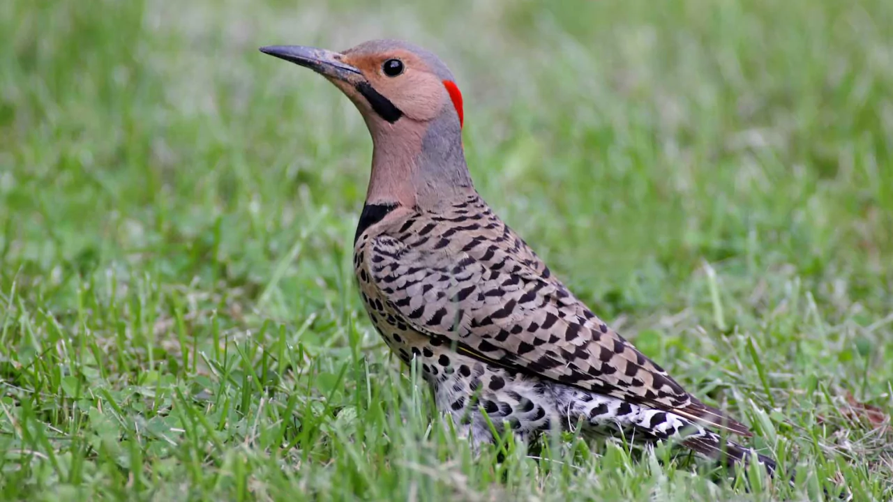 Everything You Need To Know About Woodpeckers In Wisconsin 12 Northern Flicker