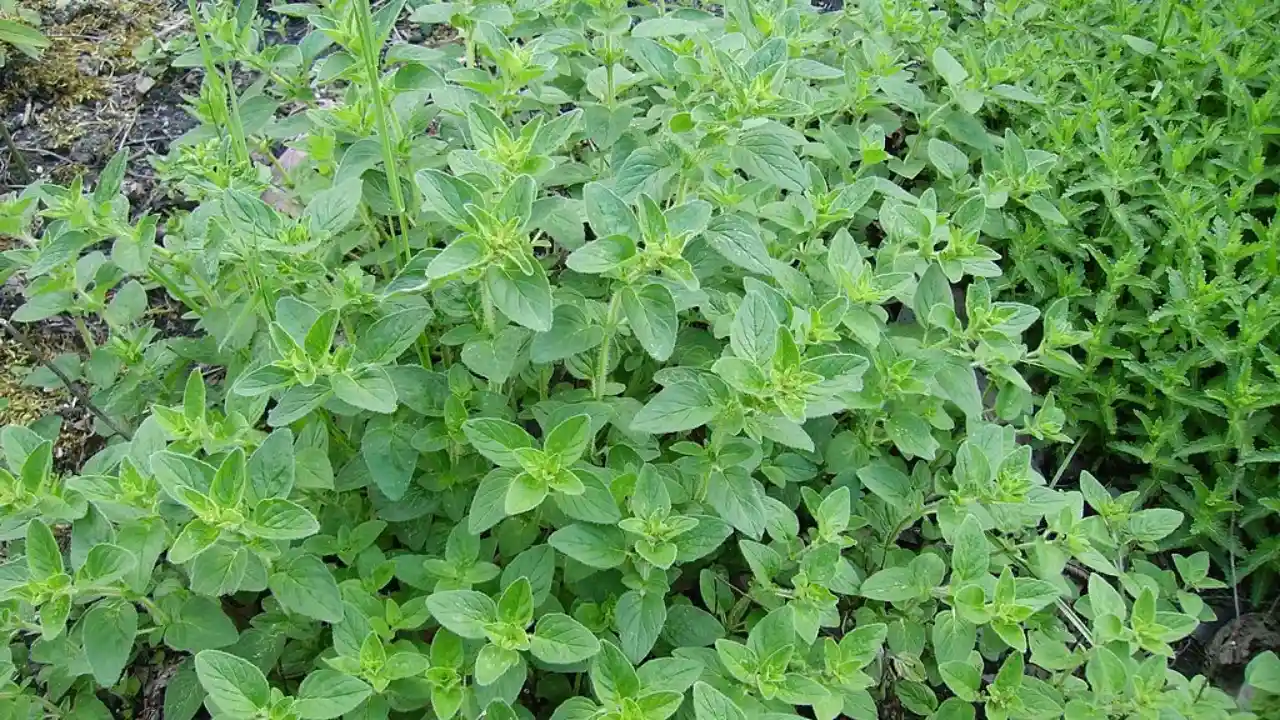 How to Harvest Oregano without Killing the Plant 1 Oregano flavor