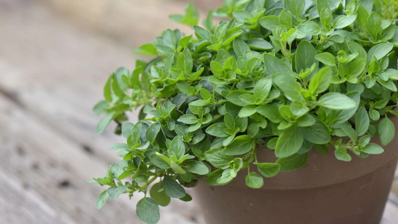 How to Harvest Oregano without Killing the Plant 2 Oregano flowers