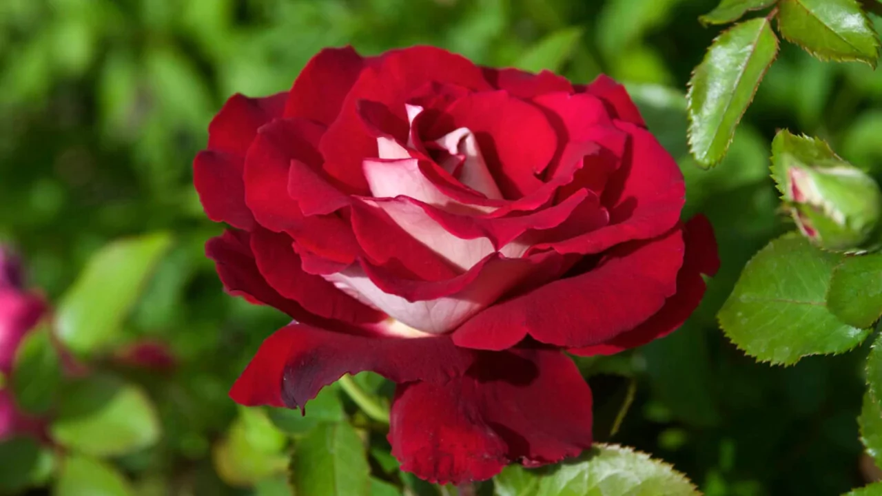 Osiria Rose Origins