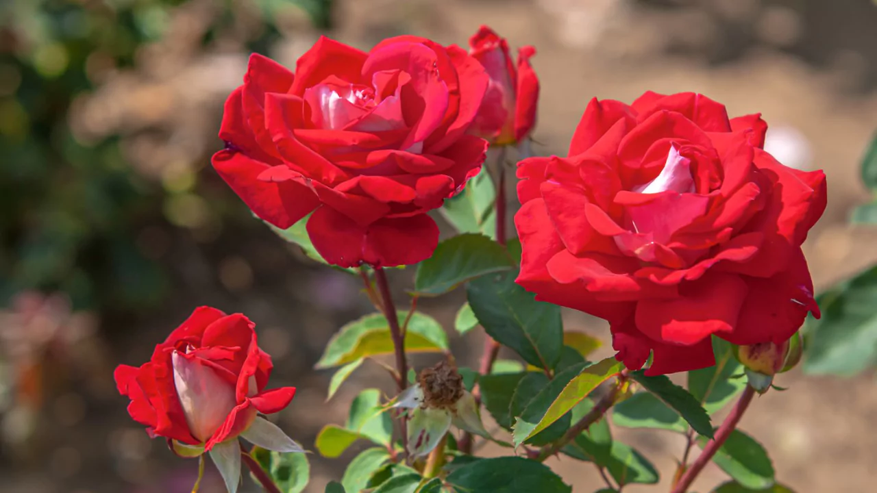 Osiria rose pruning