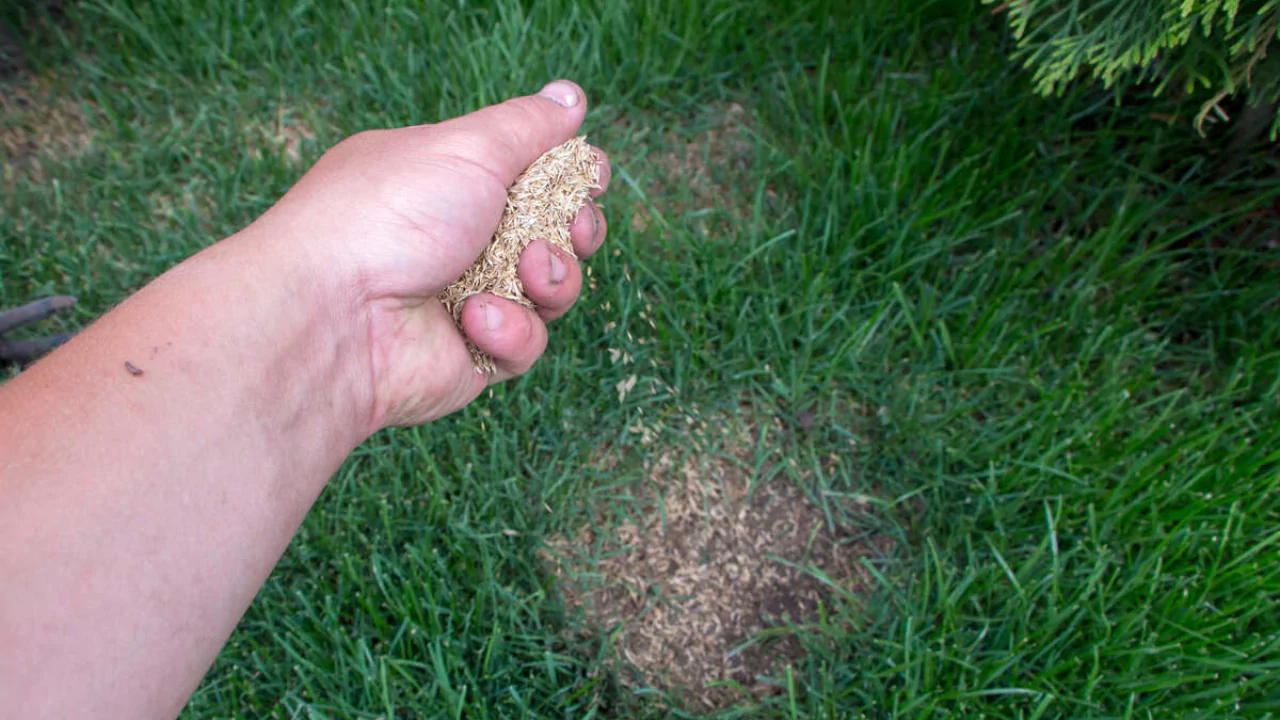 Can You Overseed Dead Sod