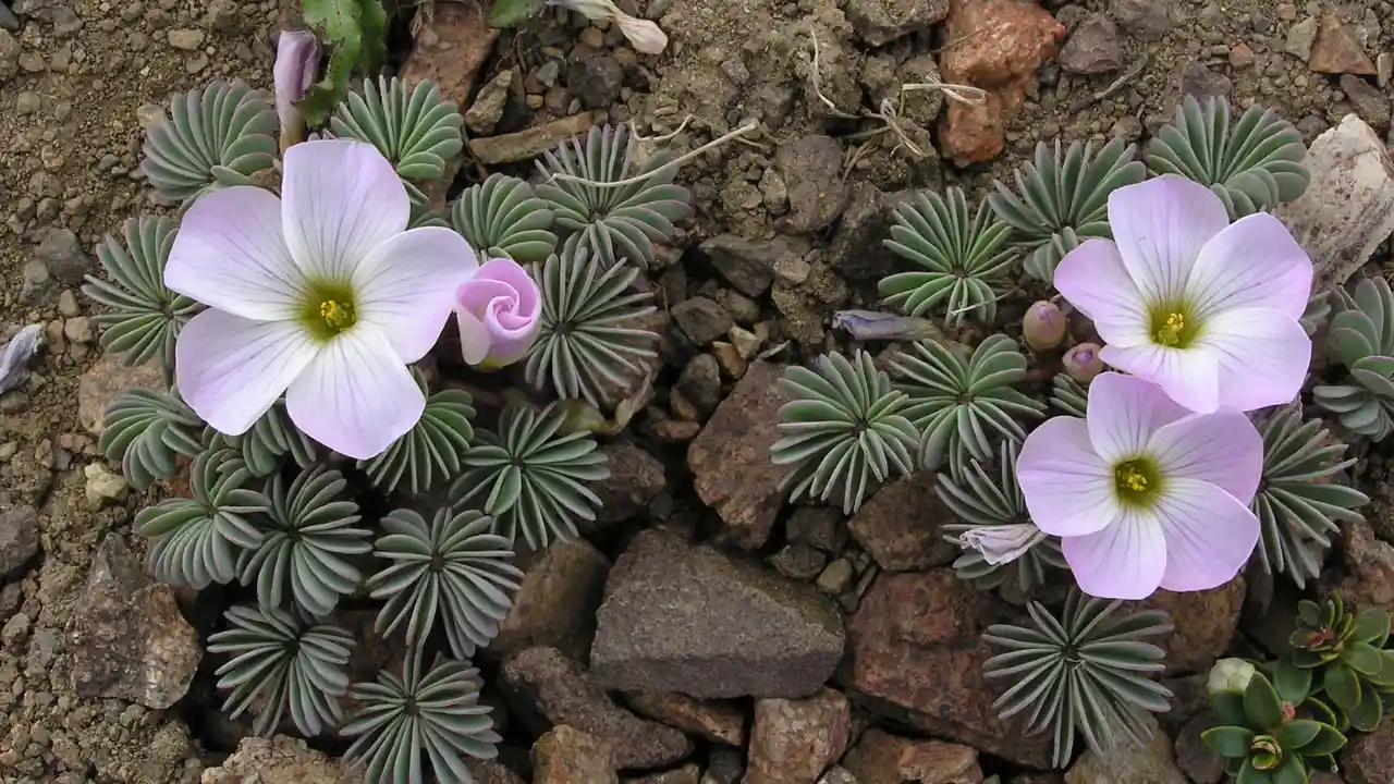 11 Facts about Oxalis Palmifrons Succulent 5 Oxalis Palmifrons flower