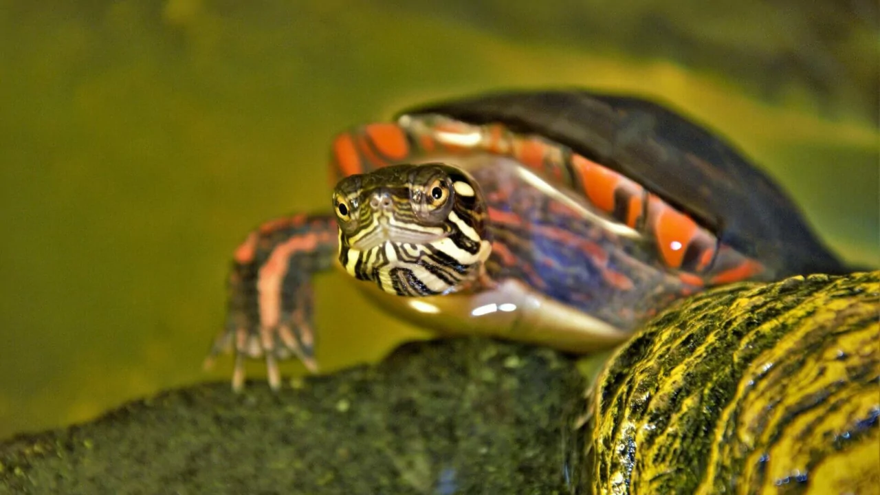 How to Keep Turtles In a Backyard Pond 1 Painted turtle