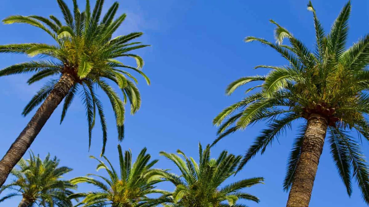 How Fast Do Palm Trees Grow? 2 Palm trees lifespan