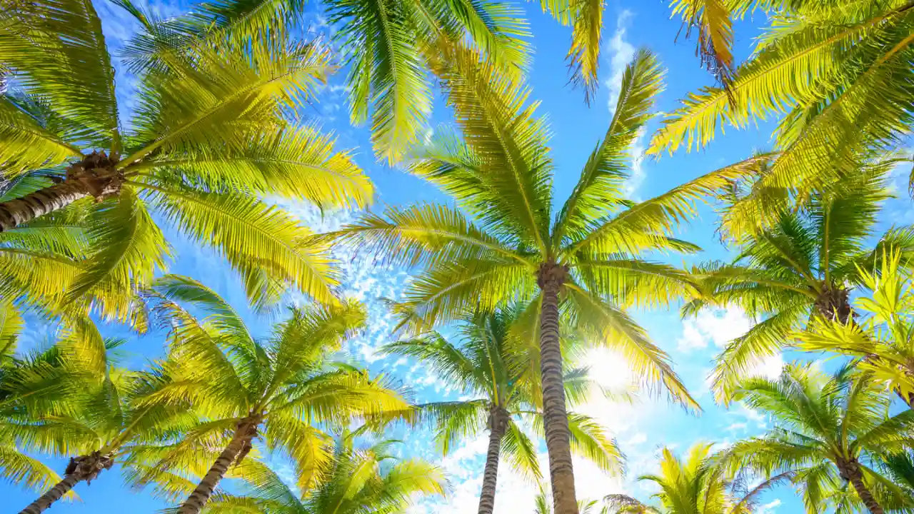 How Fast Do Palm Trees Grow? 1 Palm trees