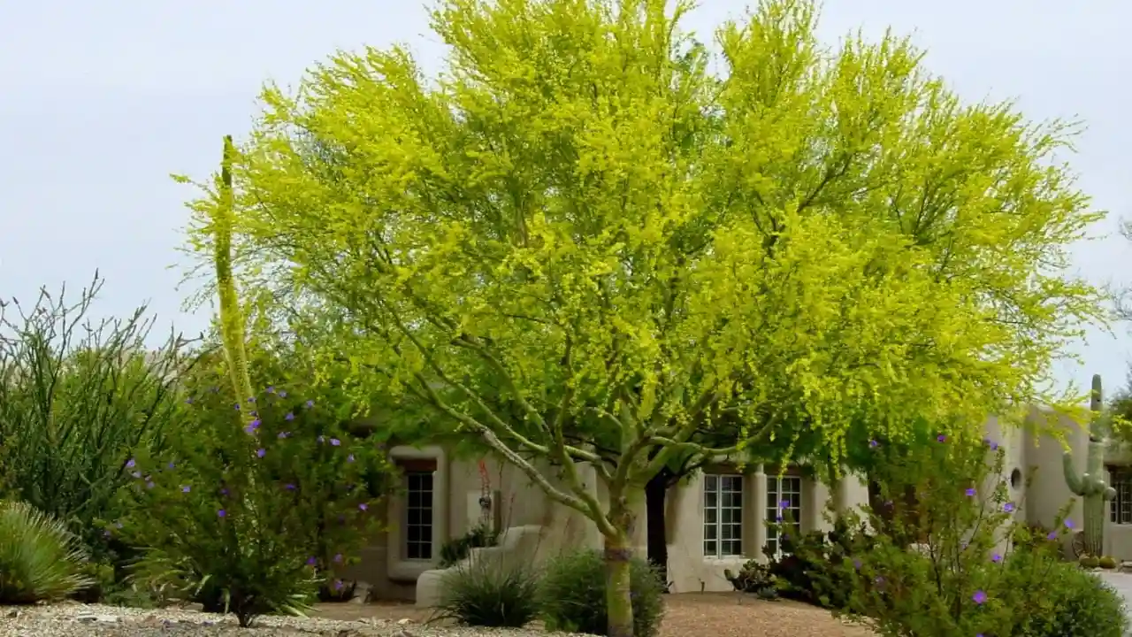 Palo Verde trees