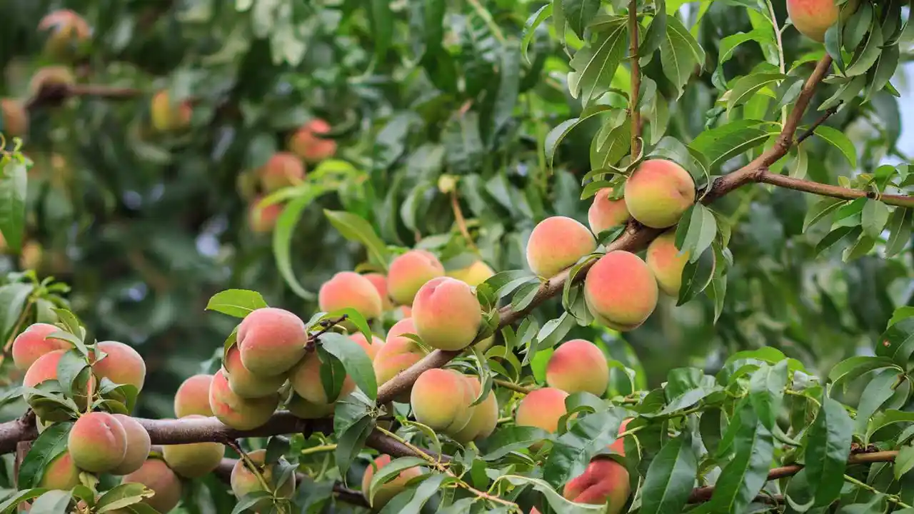 Can you Grow Peach Trees Indoors? (All you need to know) 5 Peach tree