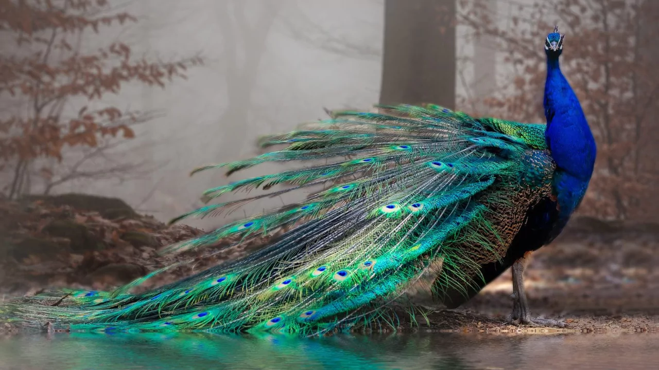 How to Keep Peacocks from Flying Away